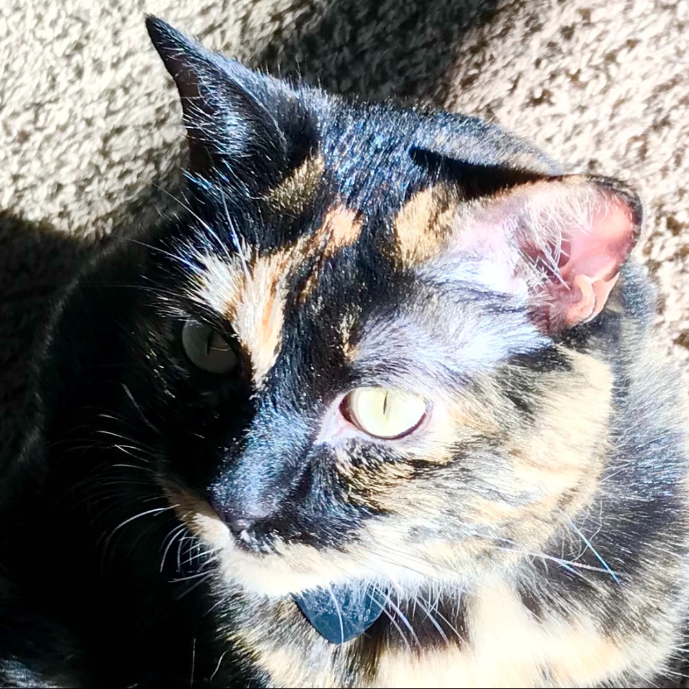 Meet your Posher, Jaya